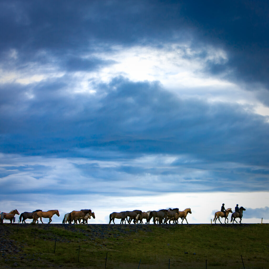 Iceland scenic horses Denis Reggie 2008 1